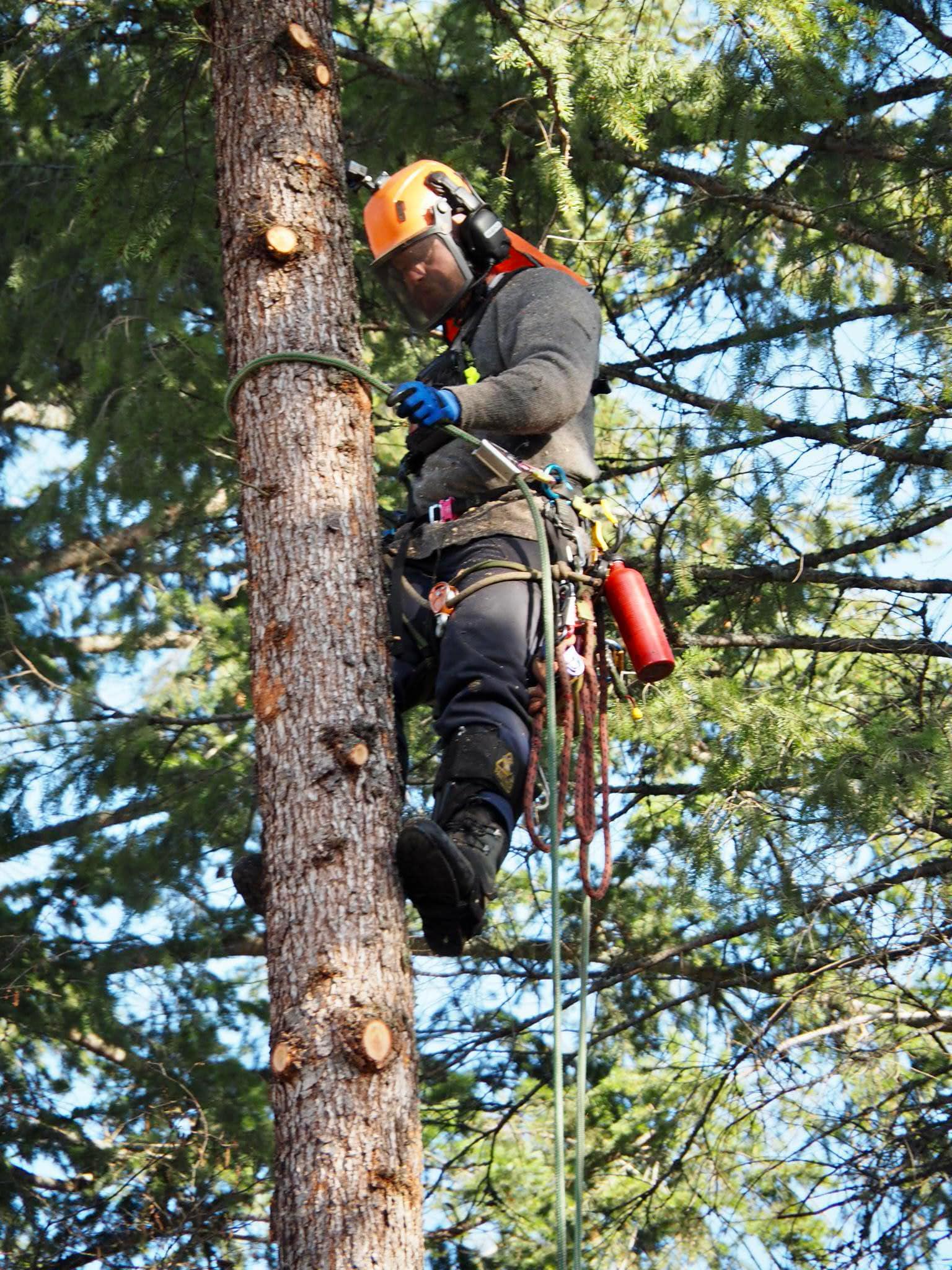 Trained arborist performing technical tree work